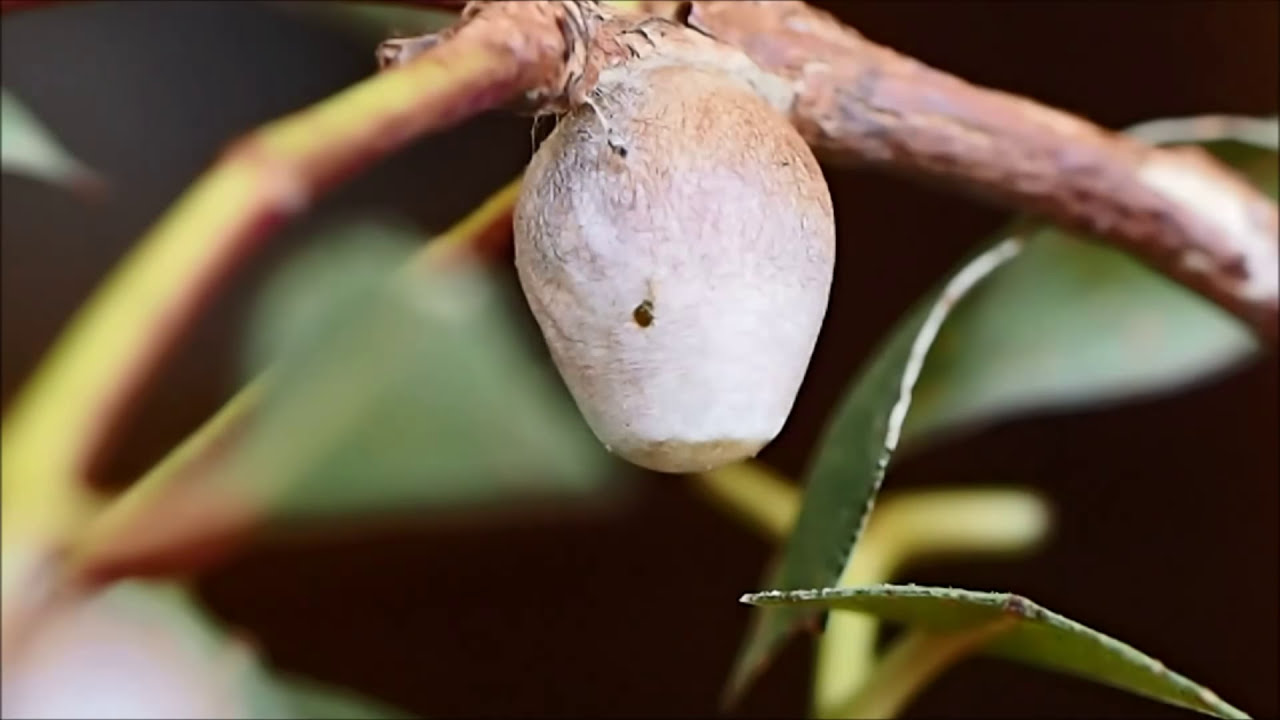 Cupmoth caterpillar making cocoon
