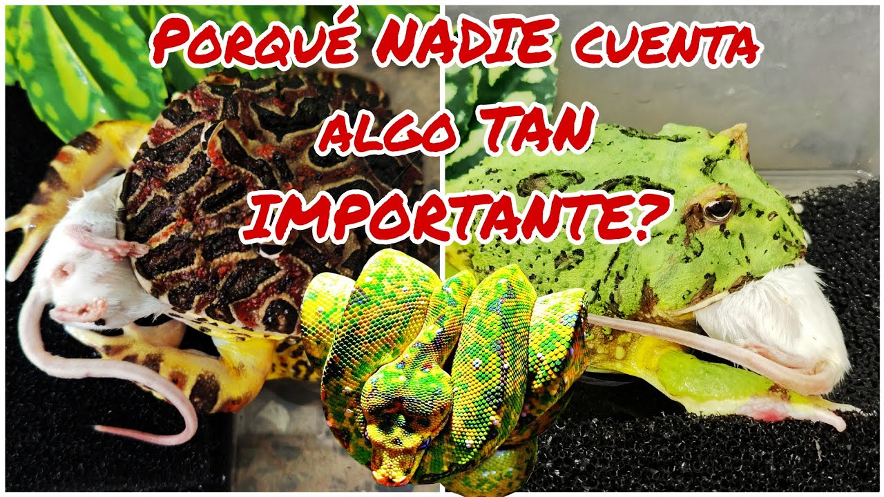 OTOÑO para los REPTILES Y ANFIBIOS: Una estación DELICADA que os explico como HACERLO CORRECTAMENTE