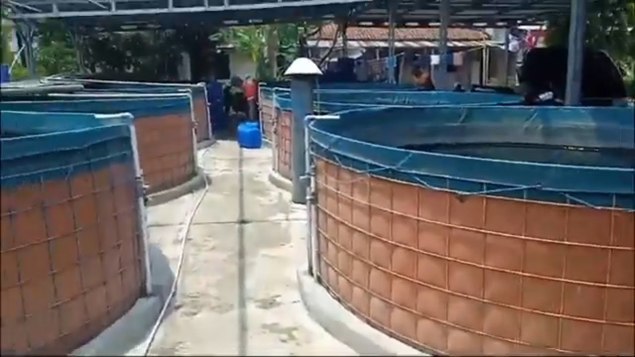Langkah Sukses Budidaya ikan Gurame #ikan #gurame