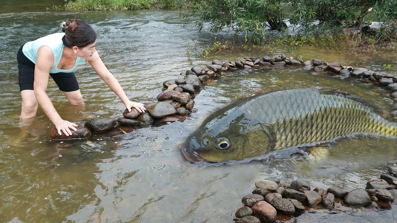 Fishing Unique: The village girl build fish trap with many stone, catch big fish