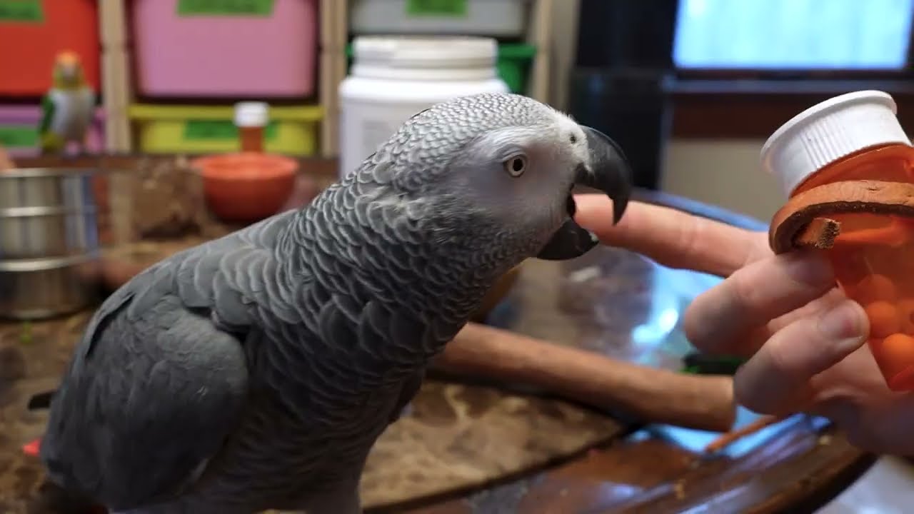 Training Parrots on a Table