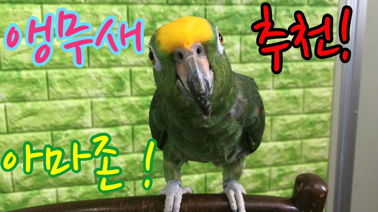 앵무새 추천! 아마존 앵무