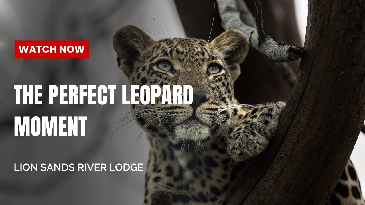 Leopards, Hyenas & Golden Light | Our Final Safari Drive at Lion Sands River Lodge