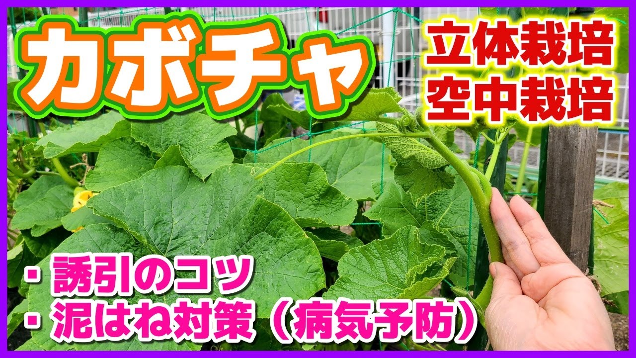 狭い場所で出来るカボチャの立体栽培（空中栽培）の親づる誘引のコツ／仕立て／泥はね防止で病気予防　ロロン