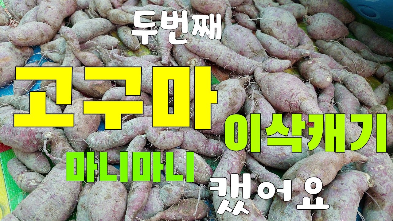 빈 밭에서 고구마캐기👉 (이삭캐기 두번째)