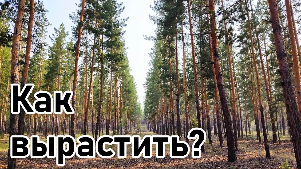 Мероприятия по созданию и интенсификации роста искусственных лесных насаждений