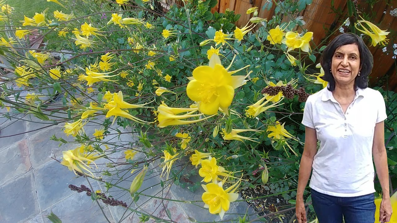 Propagating Yellow Columbine (with updates)