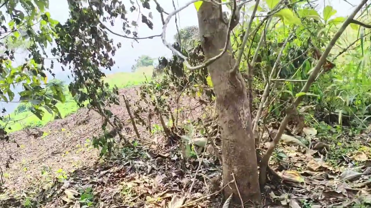 Puramathilssery  Anakkara 