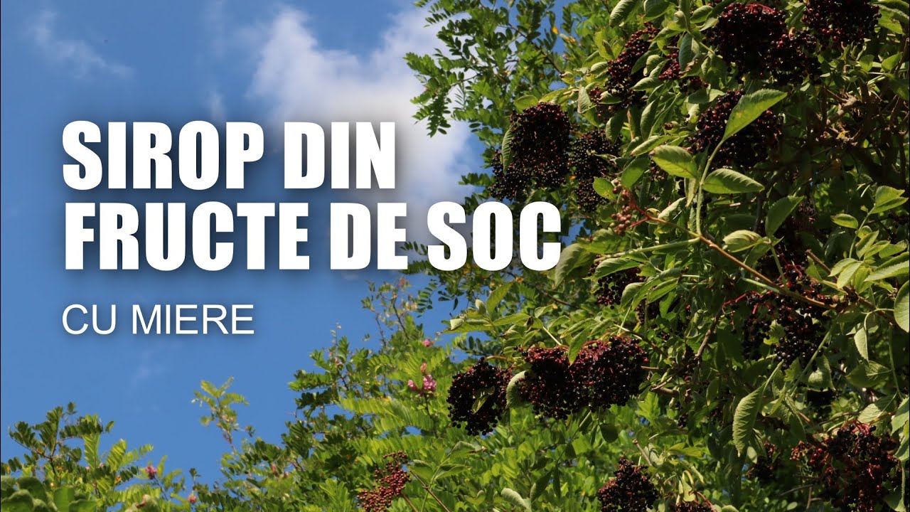 Sirop din fructe de soc cu miere