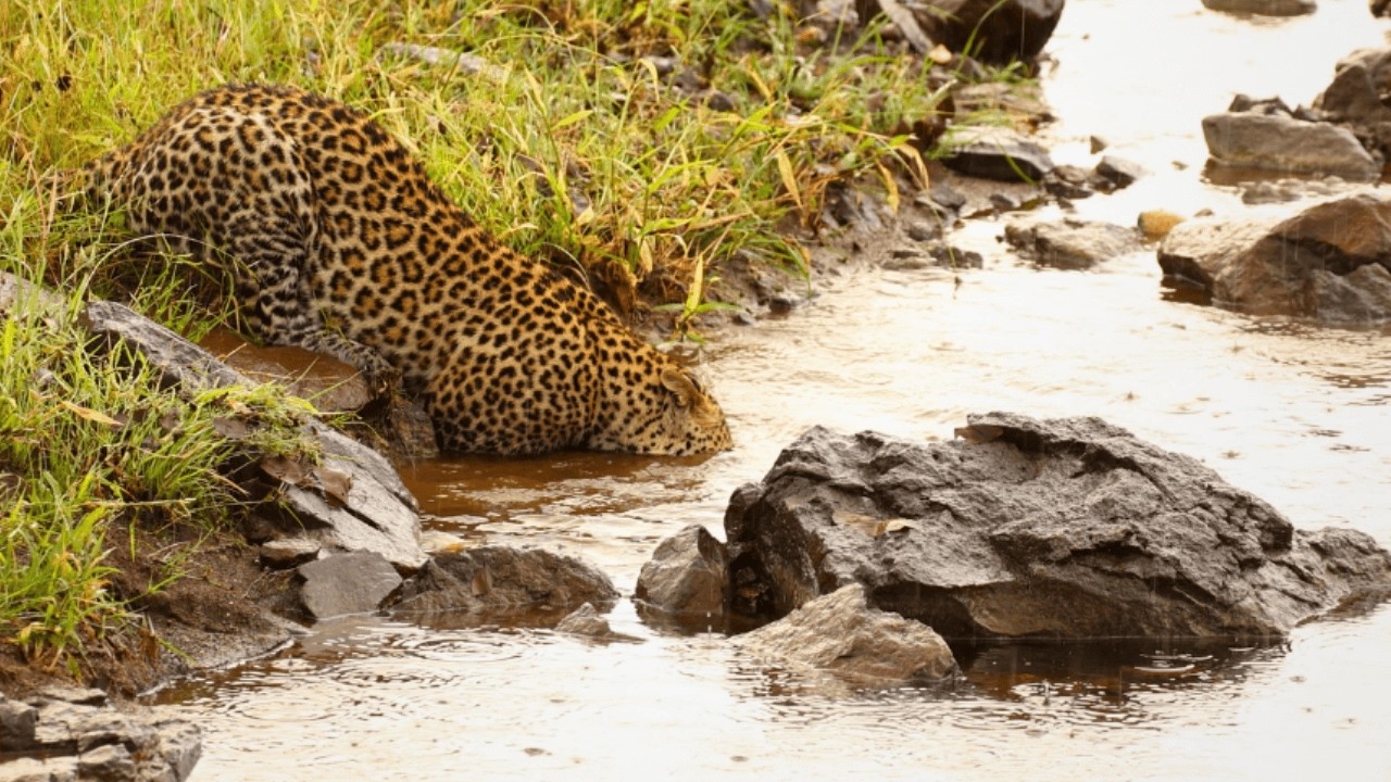 I Thought Leopards Didn't Like Water! 😱