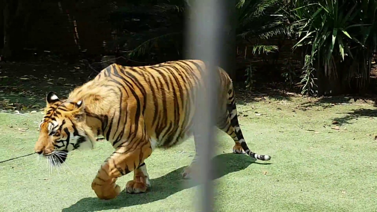 Diego the tiger getting a little scared.
