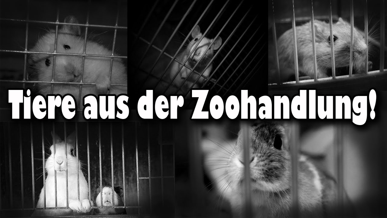 Tiere aus der Zoohandlung! Warum man keine Tiere aus der Zoohandlung kaufen sollte! Aufklärung