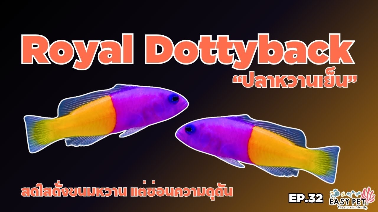EP.31: ปลาหวานเย็น (Royal Dottyback)สีสันสดใสแต่แฝงความดุดันแห่งโลกใต้ทะเล! 💜💛
