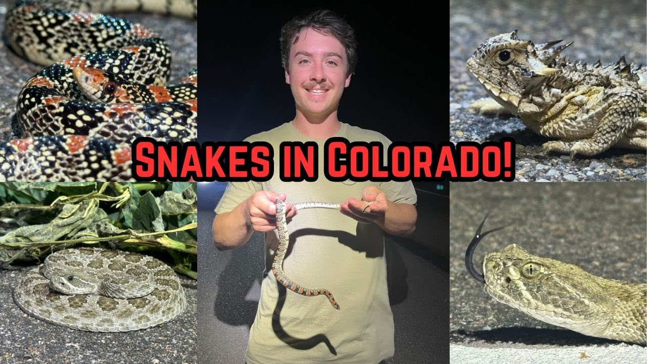 SNAKES In Colorado at 100 Degrees! 30+ Snakes, 25 Lifer Herps