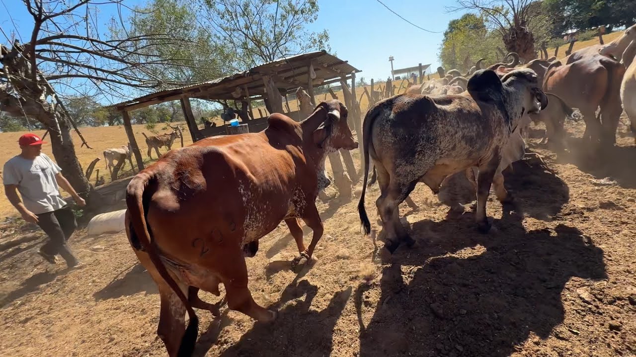 Arriando las vacas para que vayan a comer cilo por primera vez 