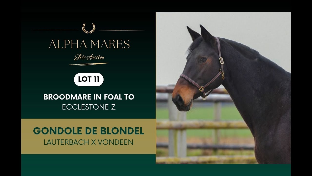 Alpha Mares Auction - Elite Broodmares - LOT 11