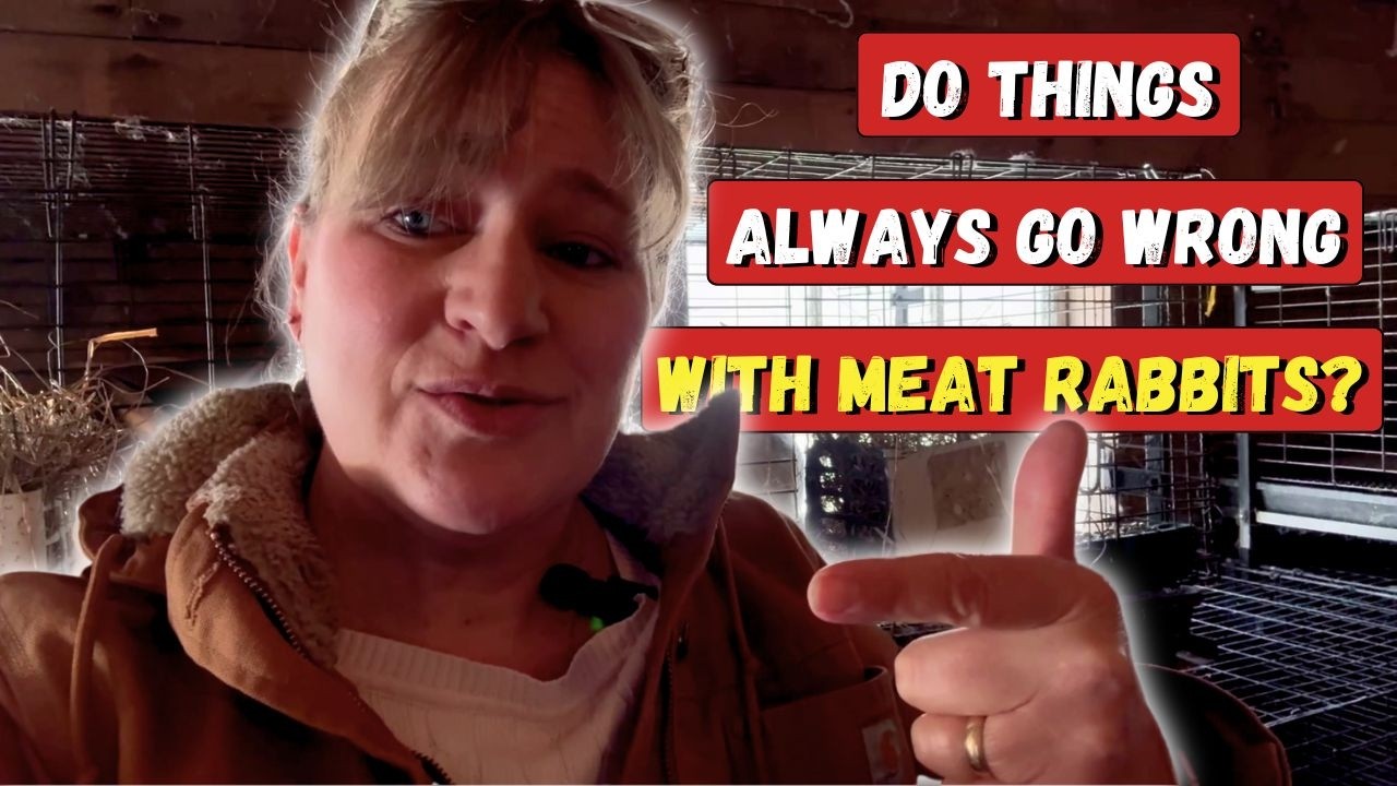 Do Things Always Go Wrong with Meat Rabbits?