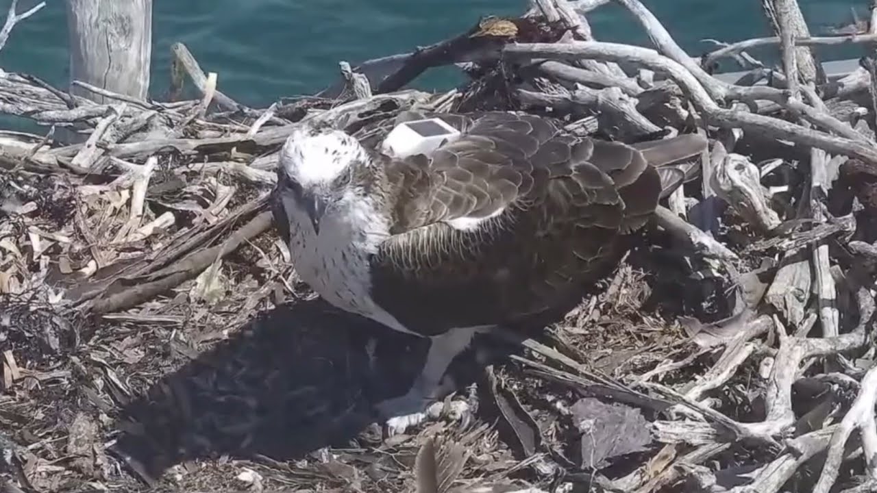 Ervie, the 2021 chick from this nest return back home | Port Lincoln Osprey | Oct 18, 2025