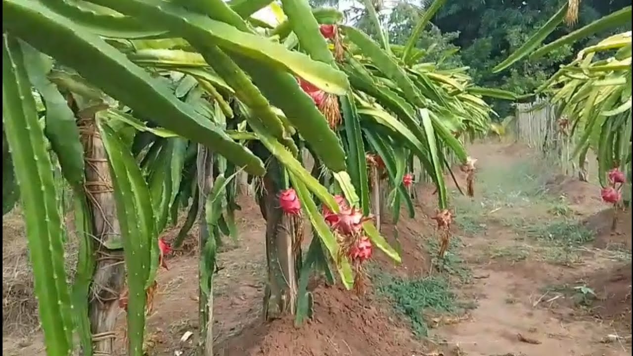 BIGGEST DRAGON FRUIT HARVEST OF THE SEASON 