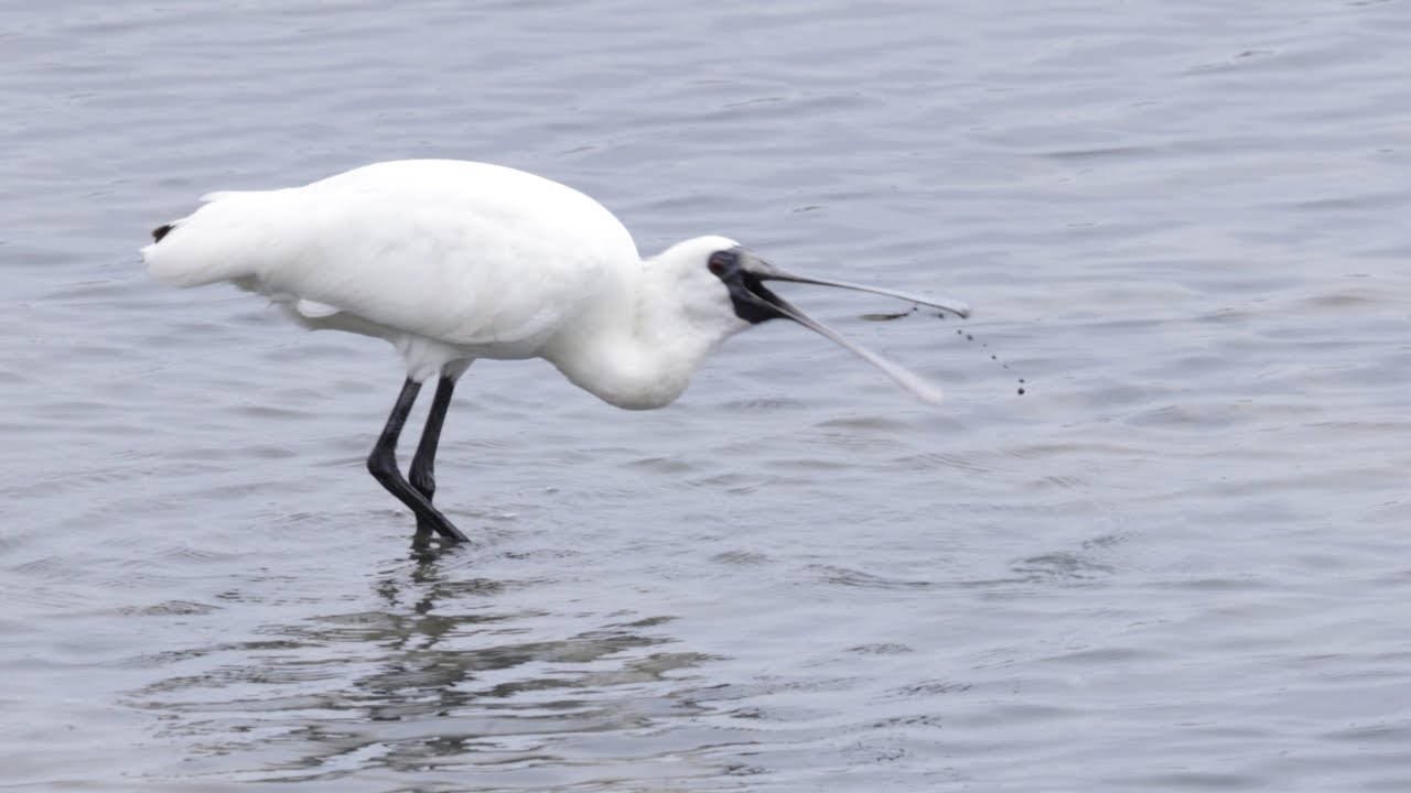 Black-faced Spoonbill Feeding in Slow Motion