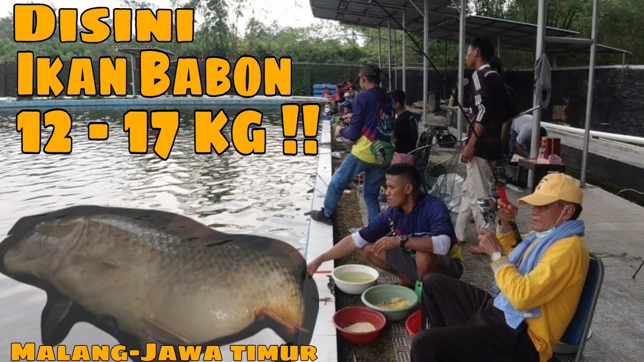 DISINI IKAN BABON 11-18 KG BRO !! ANNIV TELAGA KENCANA MALANG KE-8
