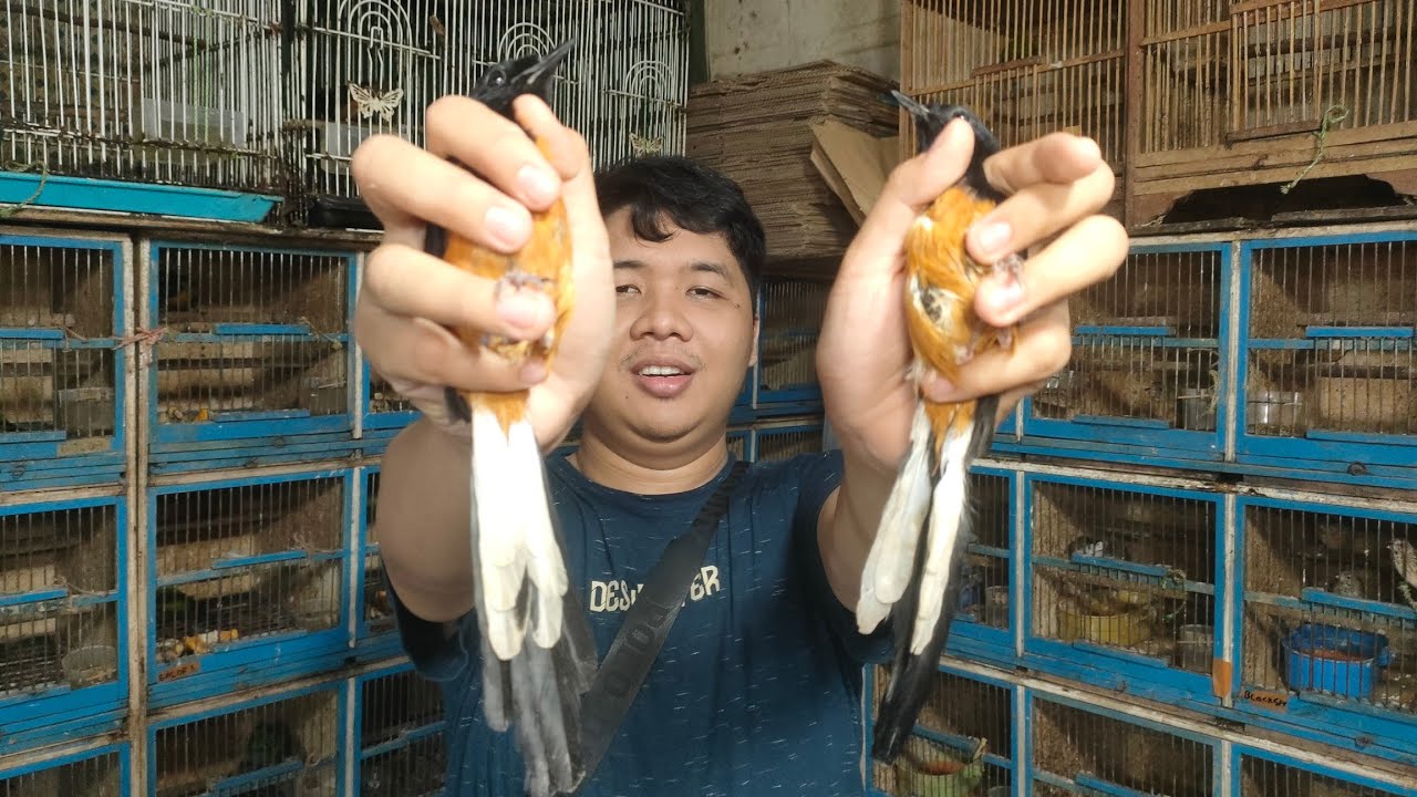 Promo Menjelang Ramadhan murai Klewer Di Jual Mura 