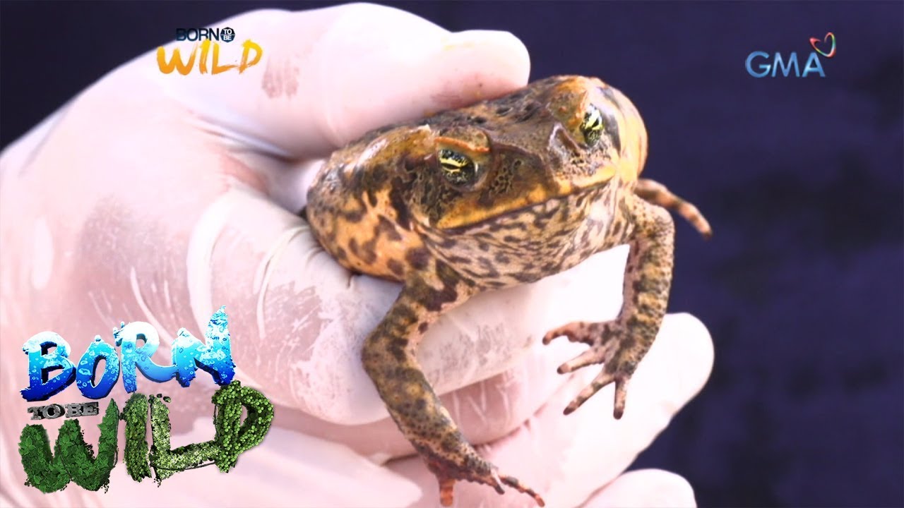 Born to be Wild: Cane toad&rsquo;s population explosion