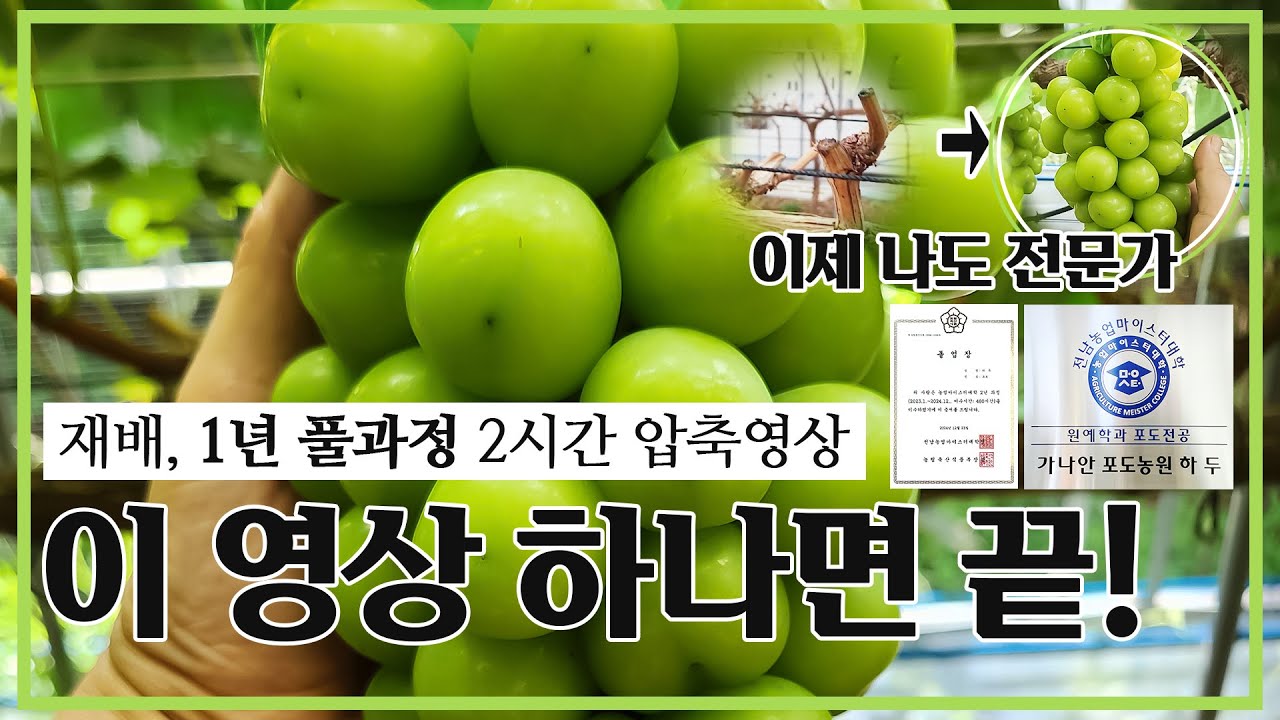 📢 [샤인머스켓 생육단계별 재배 풀가이드]5년간의 재배경험을 토데로 1년 재배 전과정 총정리! 농부를 위한 필수 교육🔥 (*컴퓨터로 보시면 생육 단계별 시청가능)