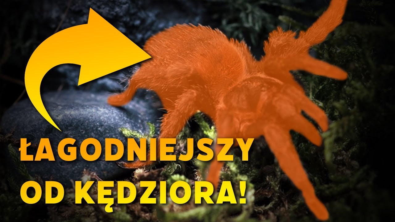#54 Ptasznik PRAWIE idealny na pierwszego - Homoeomma chilensis pierwszy raz na polskim YT!