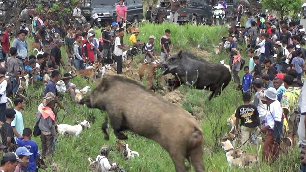 TERHEBOH !!! AKHIRNYA HAMA B4B1 HUTAN INI BERHAMBURAN KELUAR SARANG DAN MEMBUAT BANYAK MAKAN KORB4N