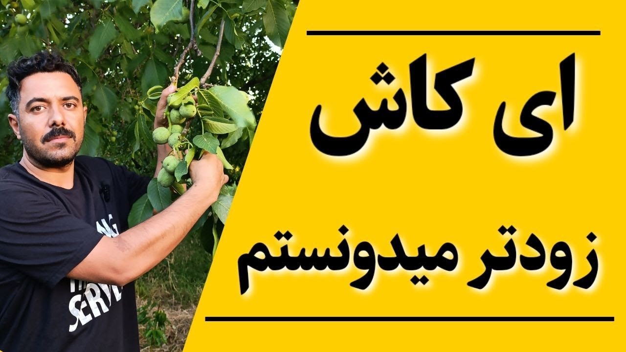 🍂چرا گردو پیوندی چندلر و یا فرنور بکاریم❓ نهالستان مهندس تورج نصرتی