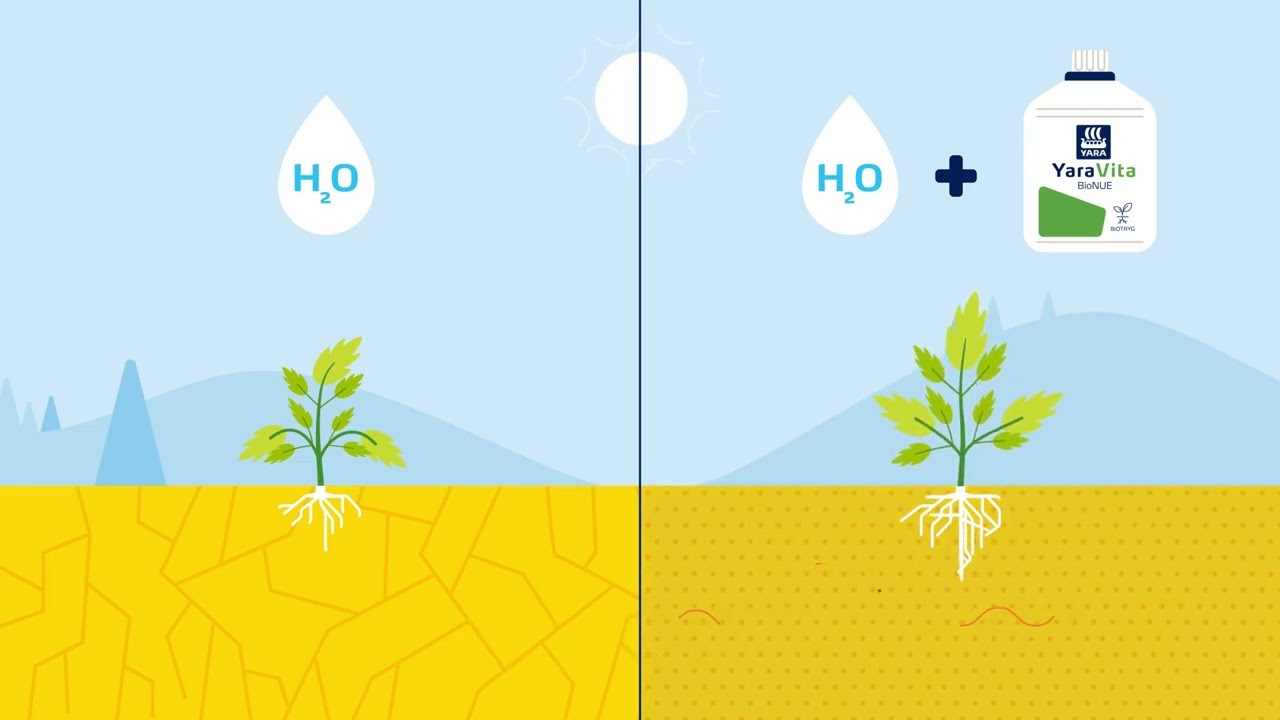 Mejora las condiciones de crecimiento de tu cultivo con YaraVita™ OPTINUE
