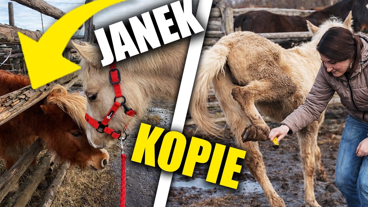 SERNIK POZNAJE KUCYKI 😍
