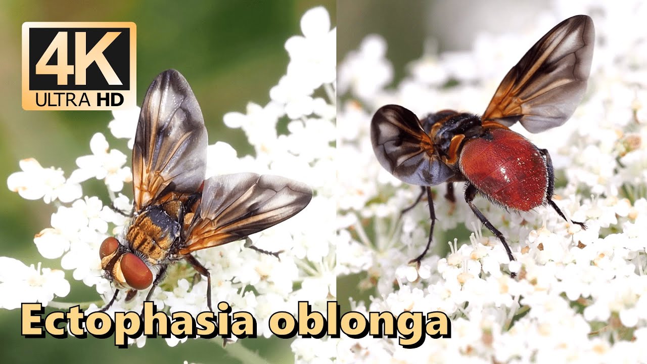Ectophasia oblonga