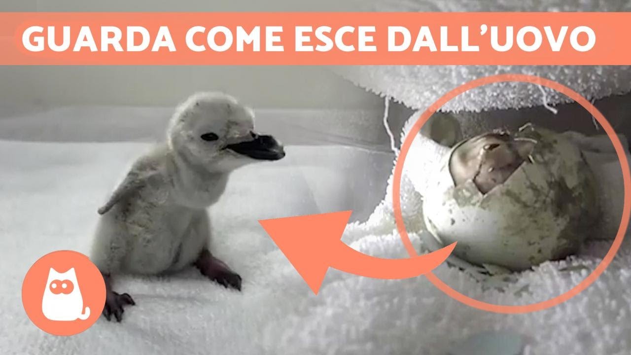 NASCITA di un PIGOSCELIDE ANTARTICO 🐧🥚 Guarda come esce dall'UOVO!