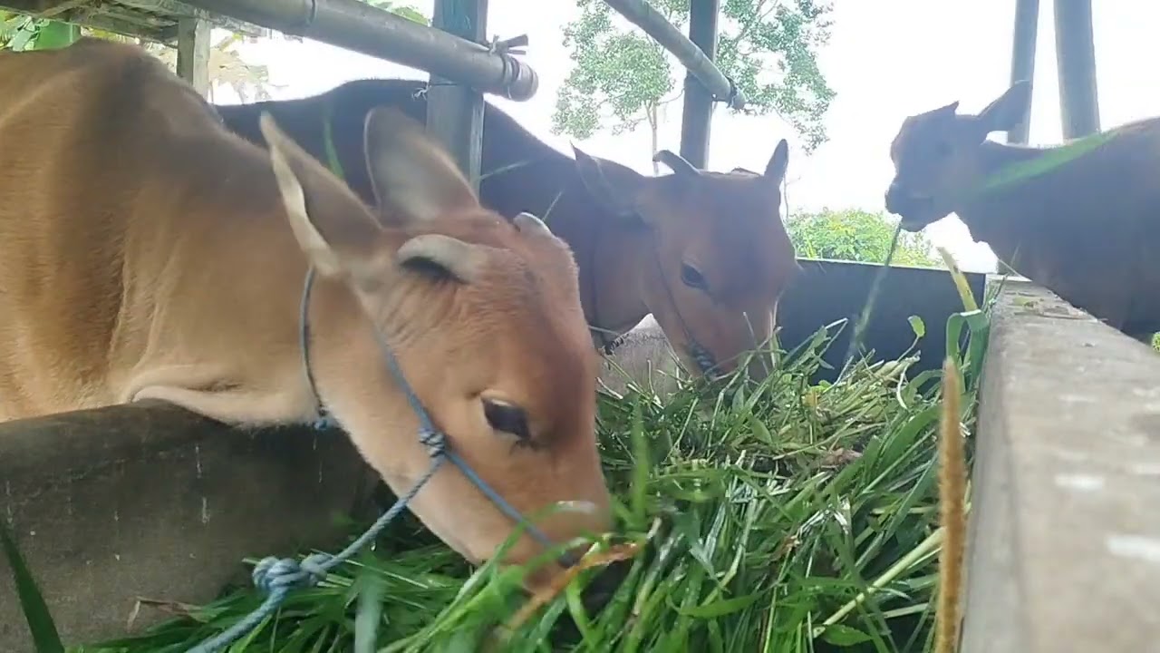 Rumput yang paling disukai sapi bali, kini banyak dijumpai