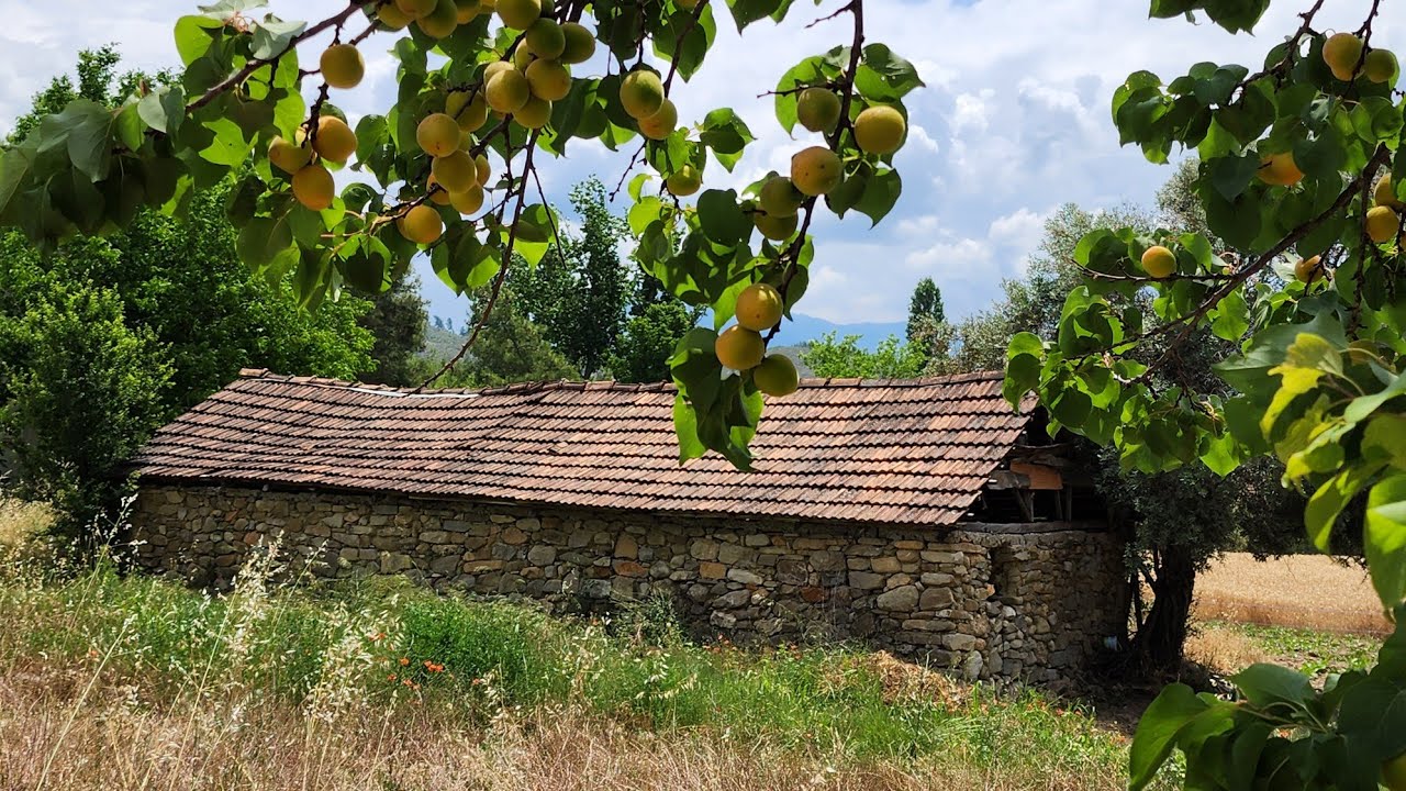 Seydikemer Ceylan Köyünde Satılık Müstakil Köy İçi 2.379 Metrekare Arazi Ev ve Bahçe. 🏡🏠🍒🍊🍋