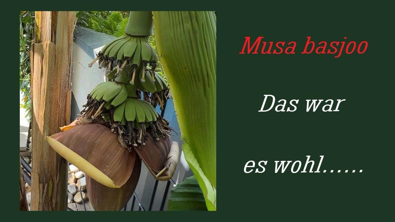 Banane das war es wohl