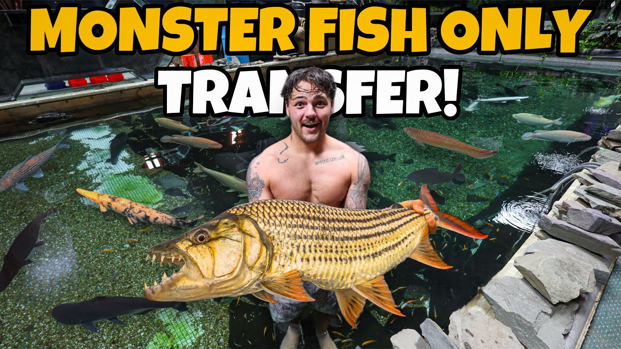 Moving MONSTER FISH into NEW POND!! (Scary)
