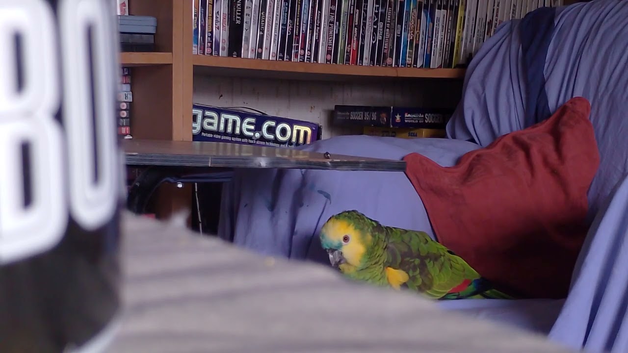 Just a parrot mumbling to herself for nearly ten minutes