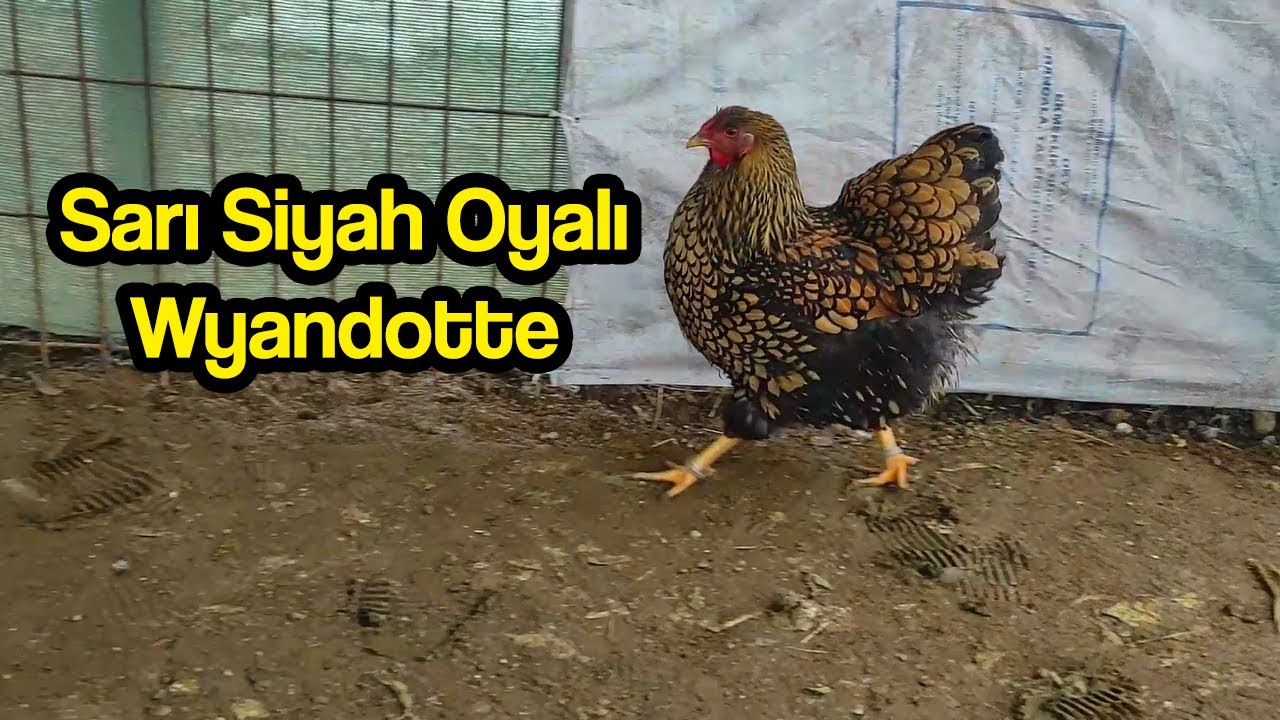 Sarı Siyah Oyalı Wyandotte 1.grup (GSG Wyandotte)