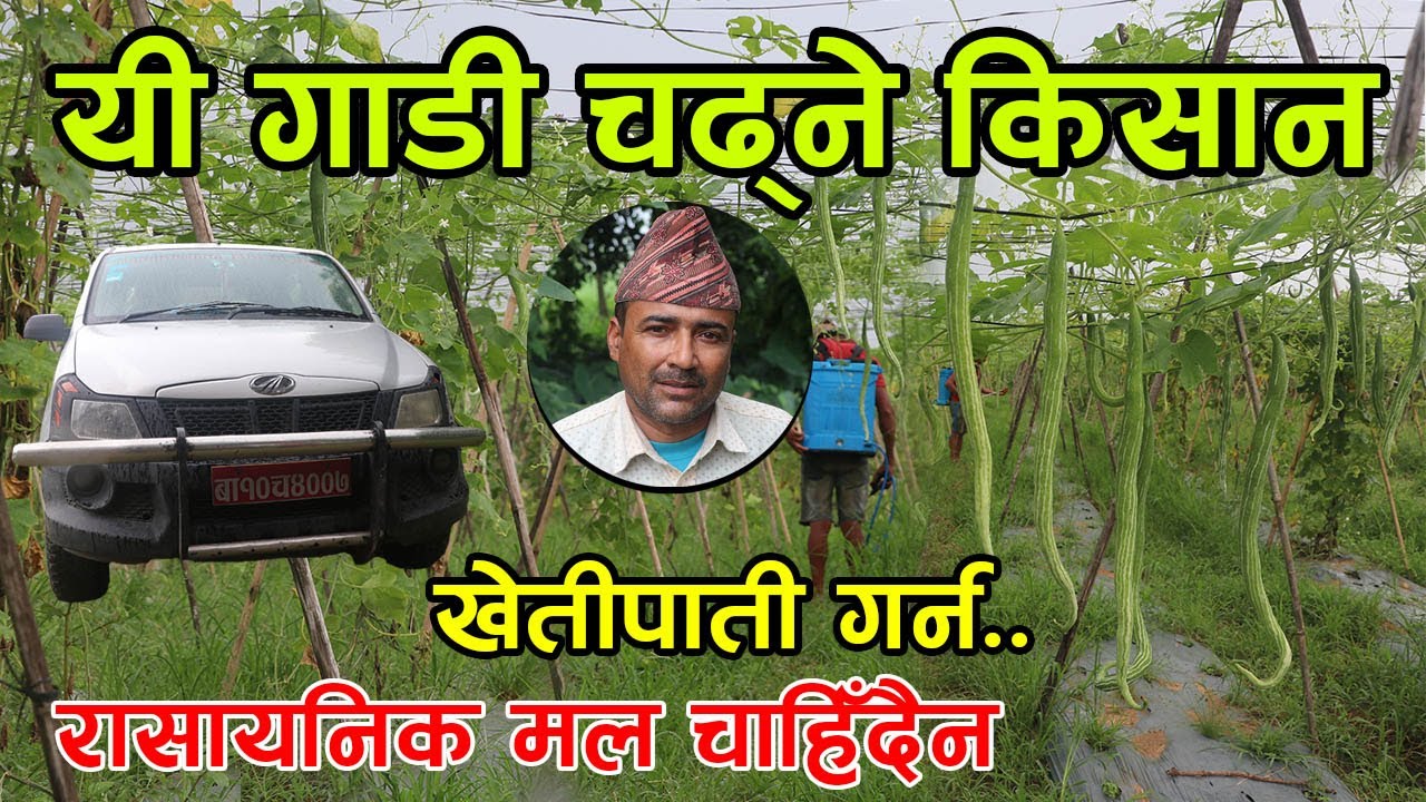 रासायनिक मल बिनै खेतीपाती गरेर गाडी चढ्न सफल भएका किसान भन्छन् ‘रासायनिक मल बिष हो’ │Nepal Chitra