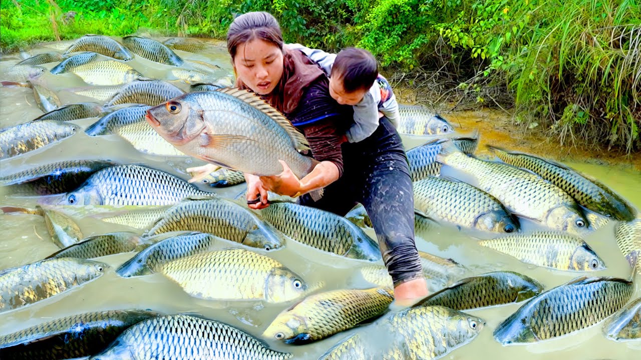 Harvesting a Giant Fish Pond with My Son – Traditional Fishing and Selling at the Market