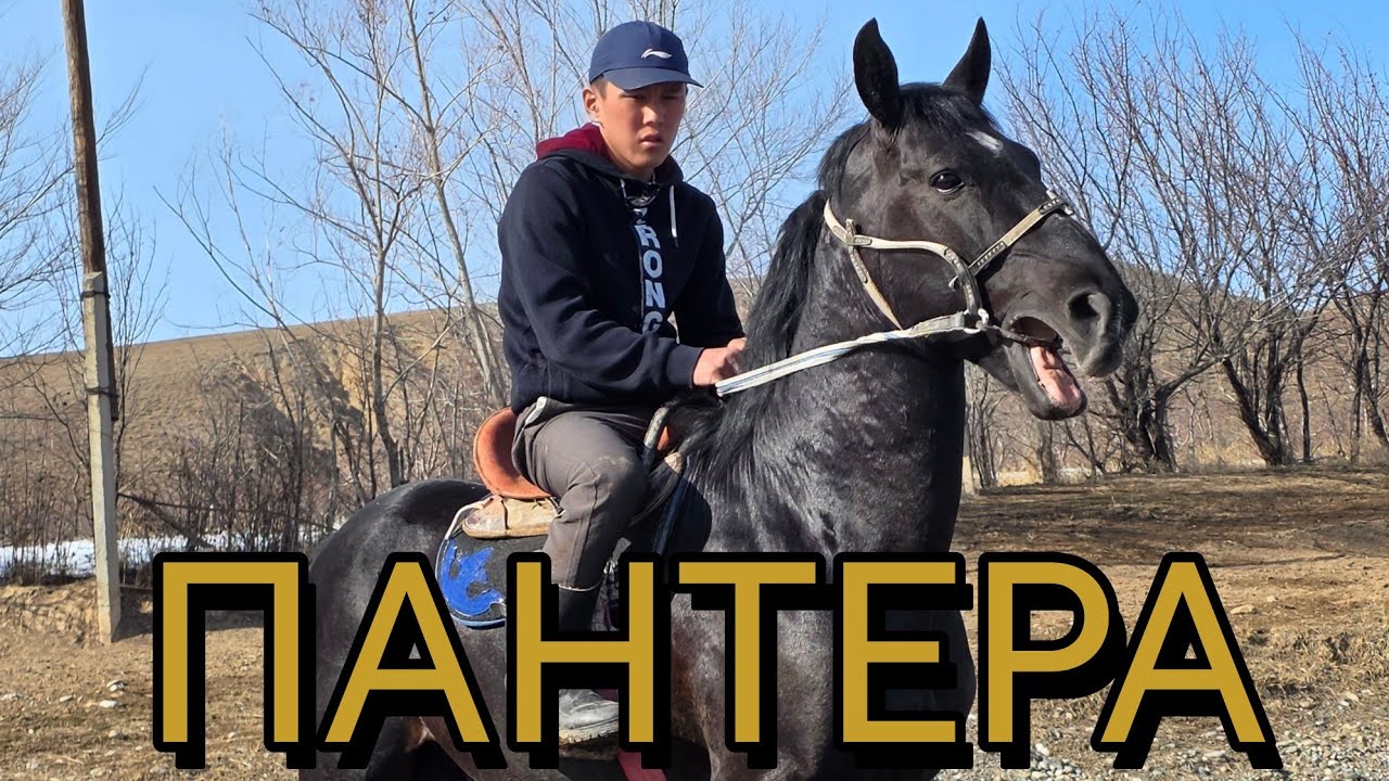 ОХОО🔥ПАНТЕРА АКЦИЯ БААДА КУРЧ АТ НООКАТТА