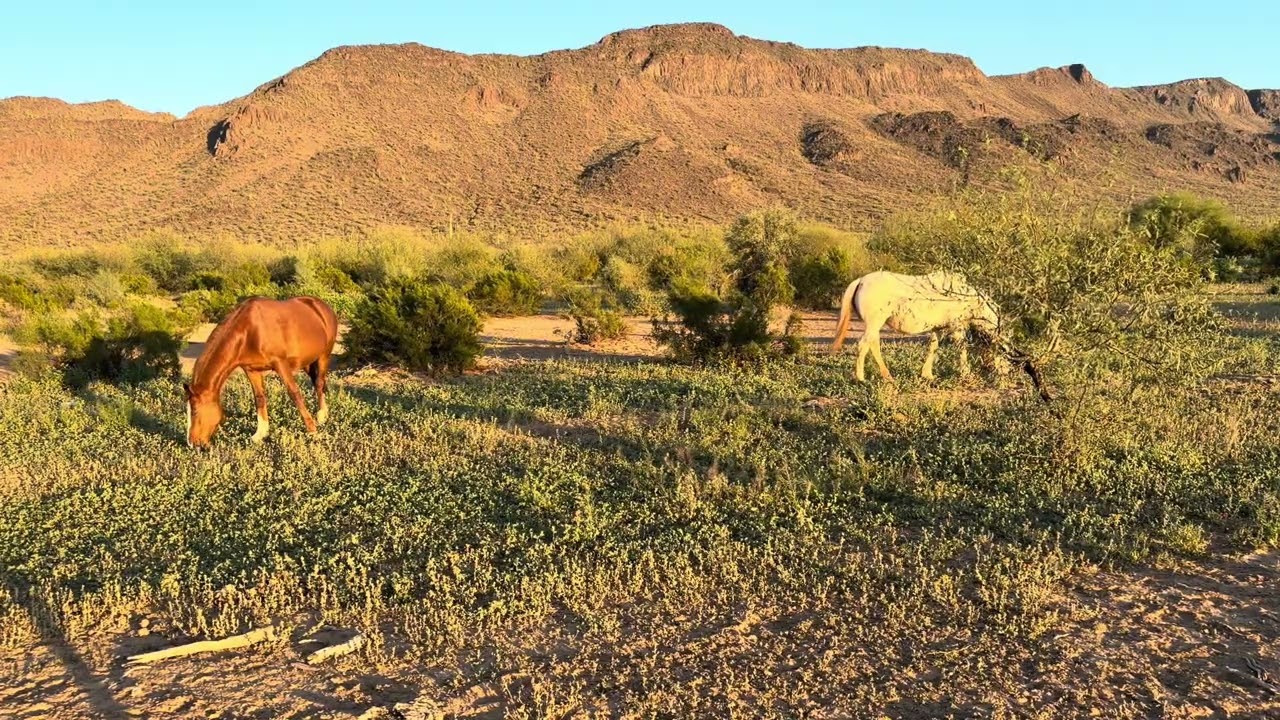 Wild Horses in Arizona