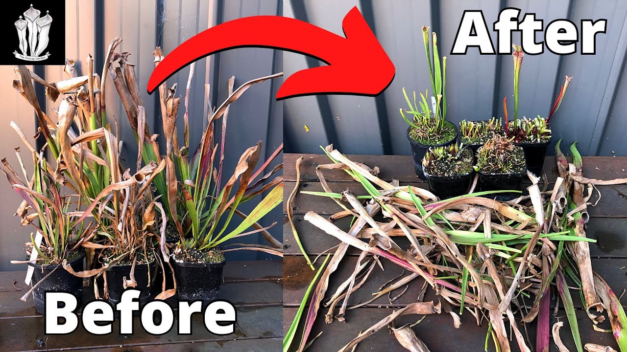 You Should Cut These Off Your Flytraps - Sarracenia Growth Preparation