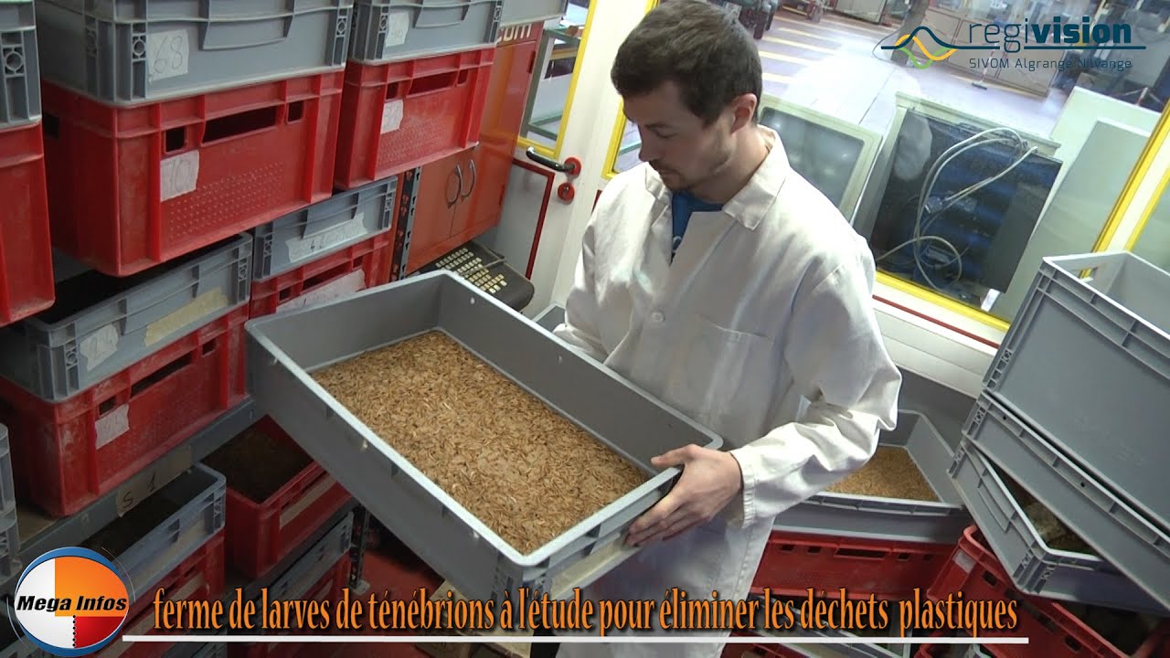 Worm Generation : ferme de larves de ténébrions à l'étude pour éliminer les déchets  plastiques