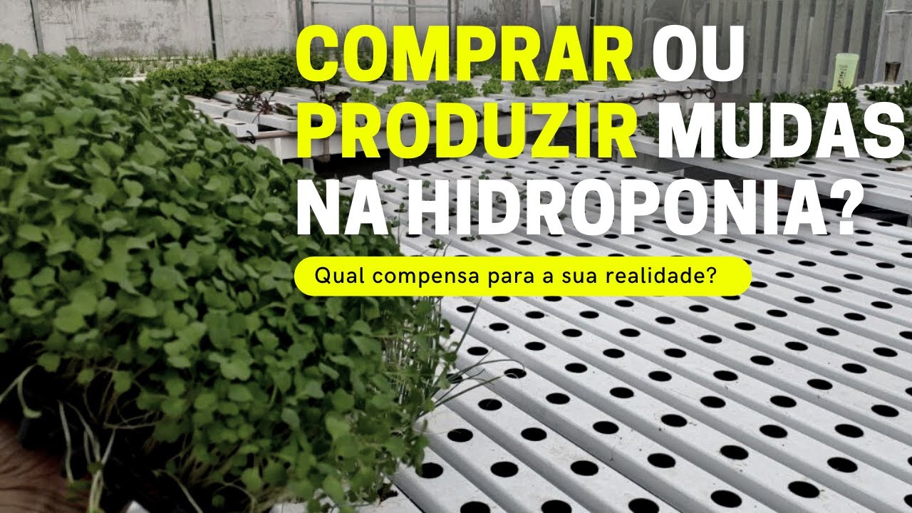 Compensa comprar ou produzir as mudas na Hidroponia?