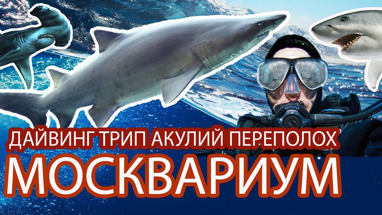Дайвинг трип в Москвариуме
