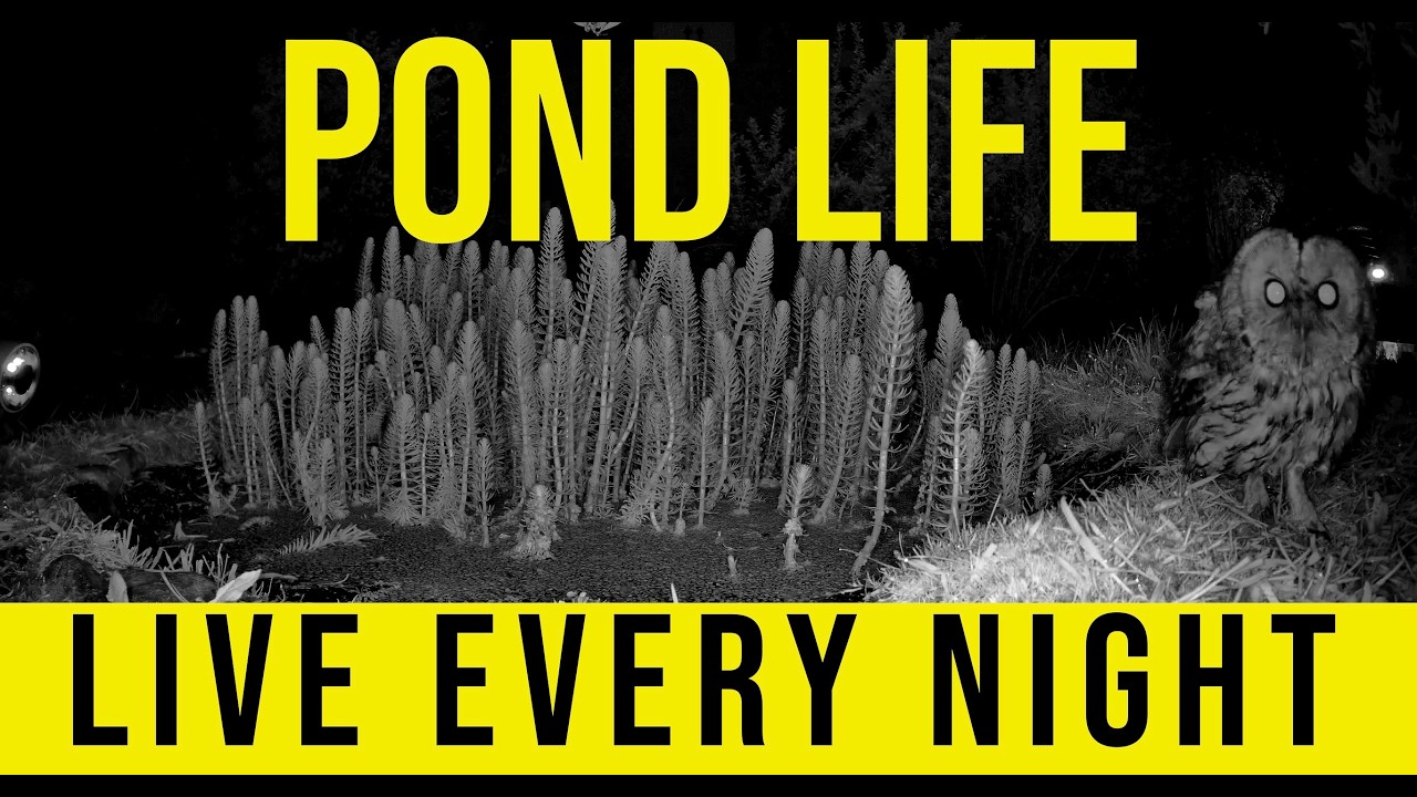 Tiny Pond, Big Nightlife 🐸🦔 | Frog Choir & Hedgehog Patrol LIVE